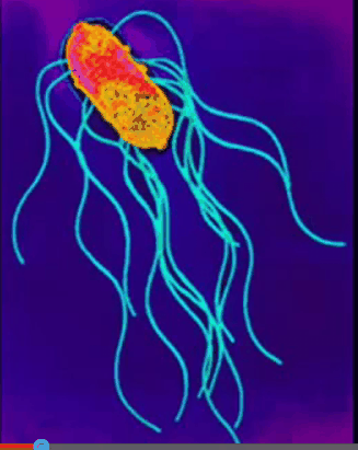BowelDiseases Bacteria Picture blue