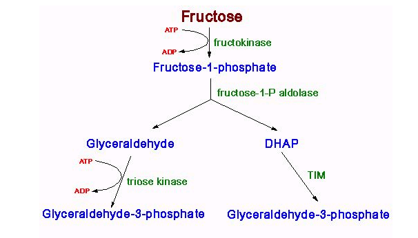 fructose metabolism diagram Pictures, Charts, and Diagrams Explaining Lactose Intolerance