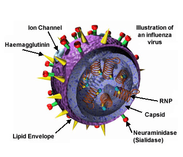 image of influenza virus