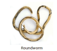 picture of a roundworm