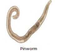 picture of a pinwrom