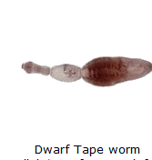 pictrure of a dwarf tapeworm