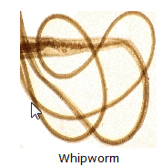 picture of a whipworm