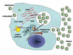picture of virus replication